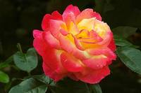 Намерете българска роза 37