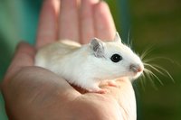 Голямо разнообразие от услуги срещу гризачи 19 от Инсект експерт Голямо разнообразие от услуги срещу гризачи 19
