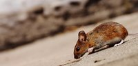 Научете повече за гризачи 32 от Инсект експерт Научете повече за гризачи 32