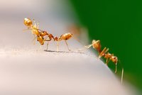 Изключително добри предложия за борба  против мравки 14