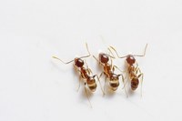 Изключително качествениа борба  против мравки 19