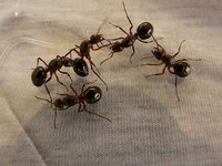 Информация за борбата против мравки 26