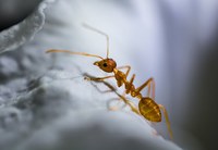 Нашите видове предложения за борба  против мравки 32