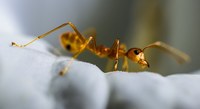 Научете за борбата против мравки 38