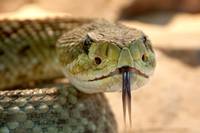 Разгледайте уред против змии 31