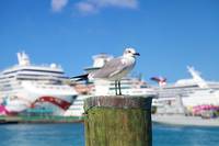 Оферти за круиз италия 18 - Allcruise Оферти за круиз италия 18