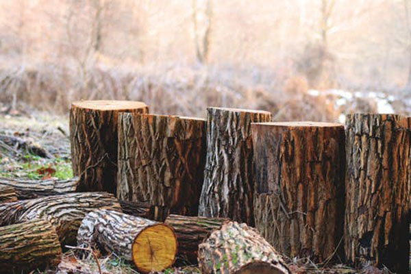 Изключително качествен дървен материал плевен 6