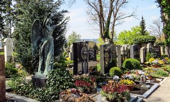 погребална агенция - 24202 вида | Кипарис погребална агенция - 41457 вида