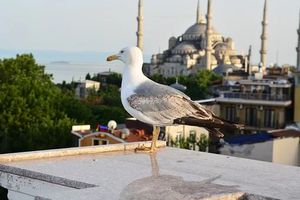 екскурзия до истанбул - 93361 възможности